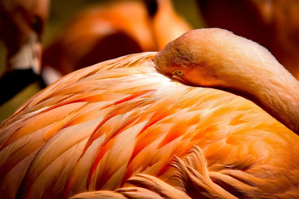 Flamant rose