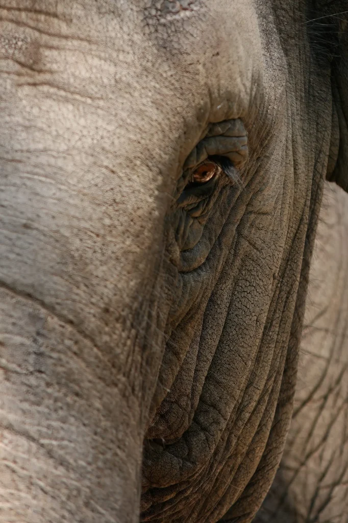 Regard d'éléphant