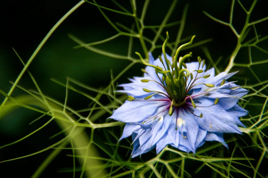 Nigelle