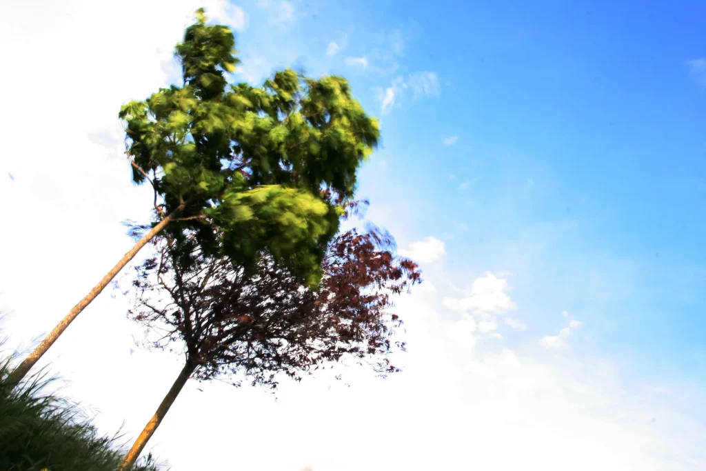 Arbres au vent