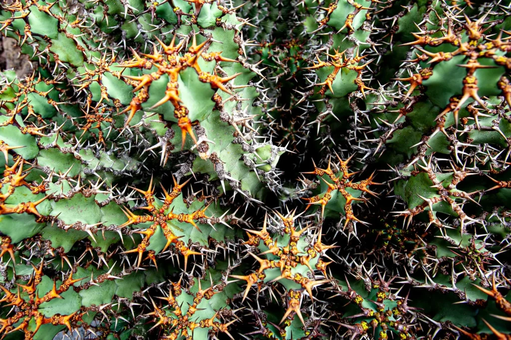 Cactus, Lanzarote