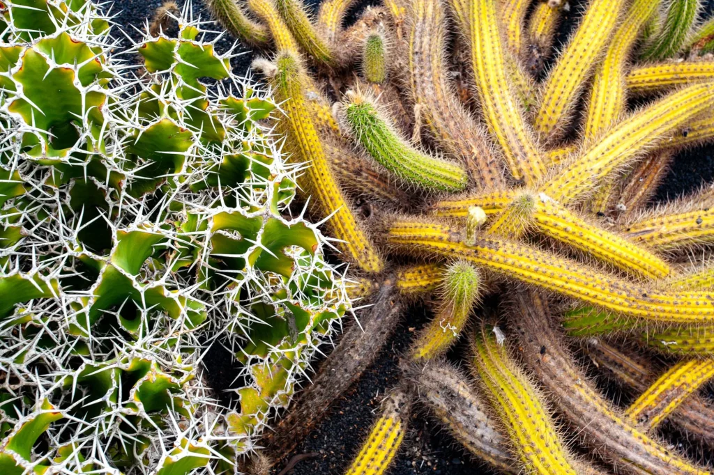 Cactus, Lanzarote