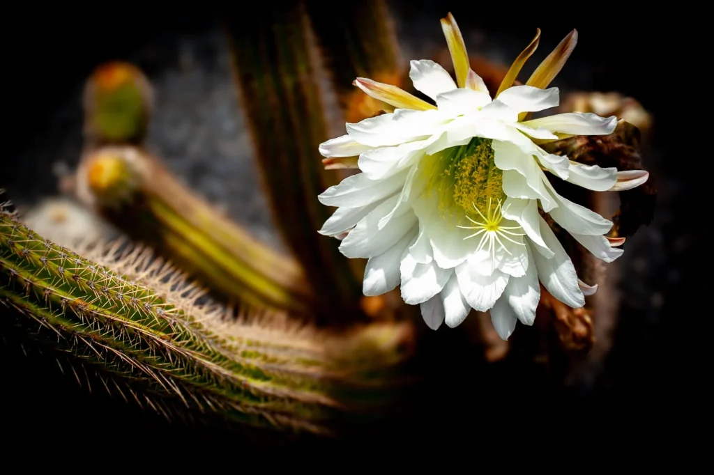 Cactus, Lanzarote