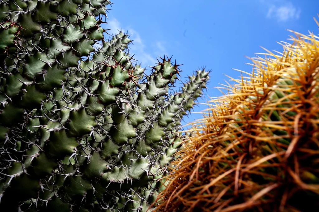 Cactus, Lanzarote