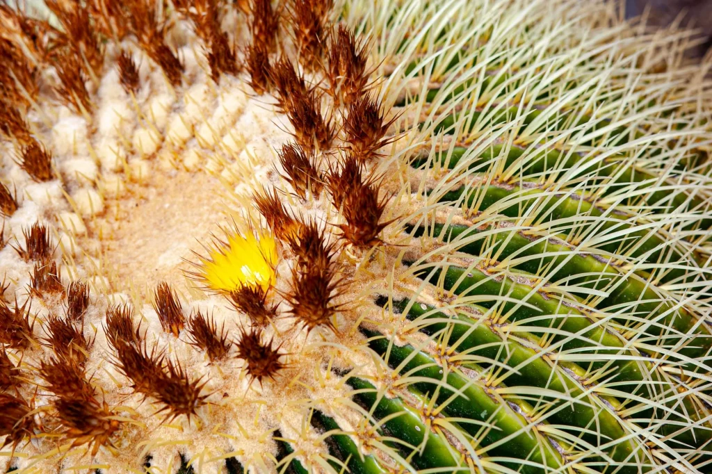 Cactus, Lanzarote