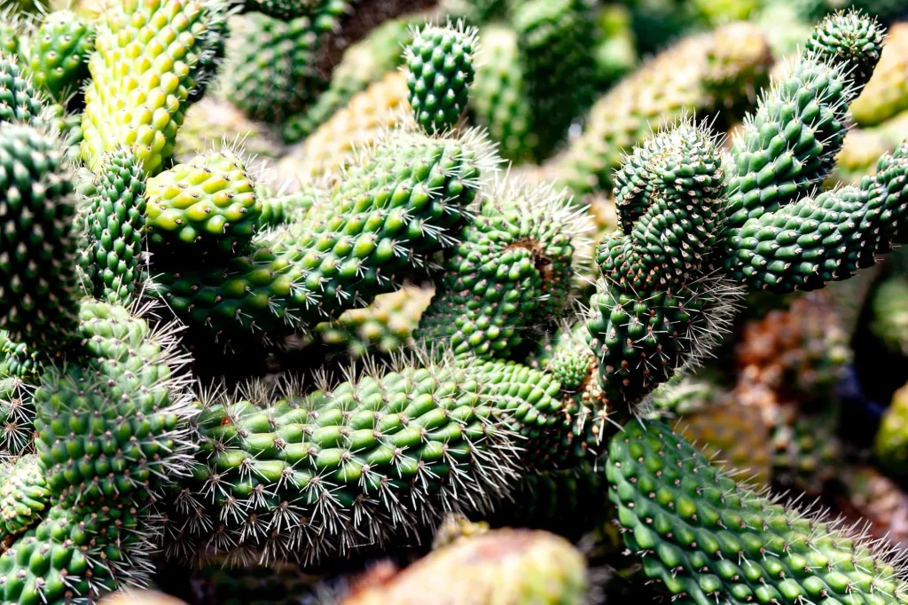 Cactus, Lanzarote
