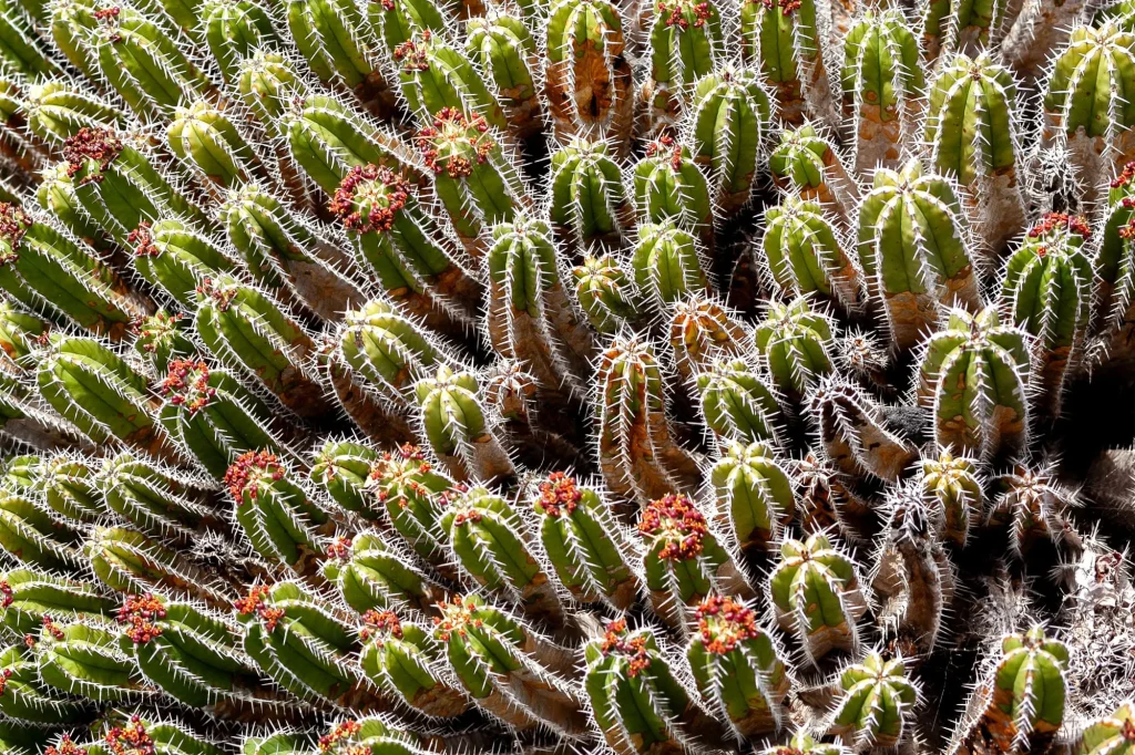 Cactus, Lanzarote