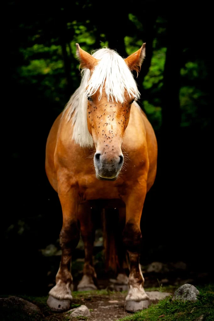 Cheval, Pyrénées