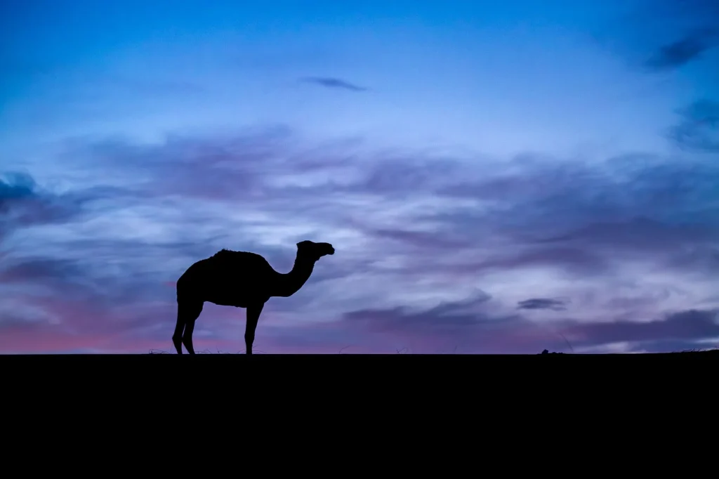 Dromadaire dans le Sahara marocain