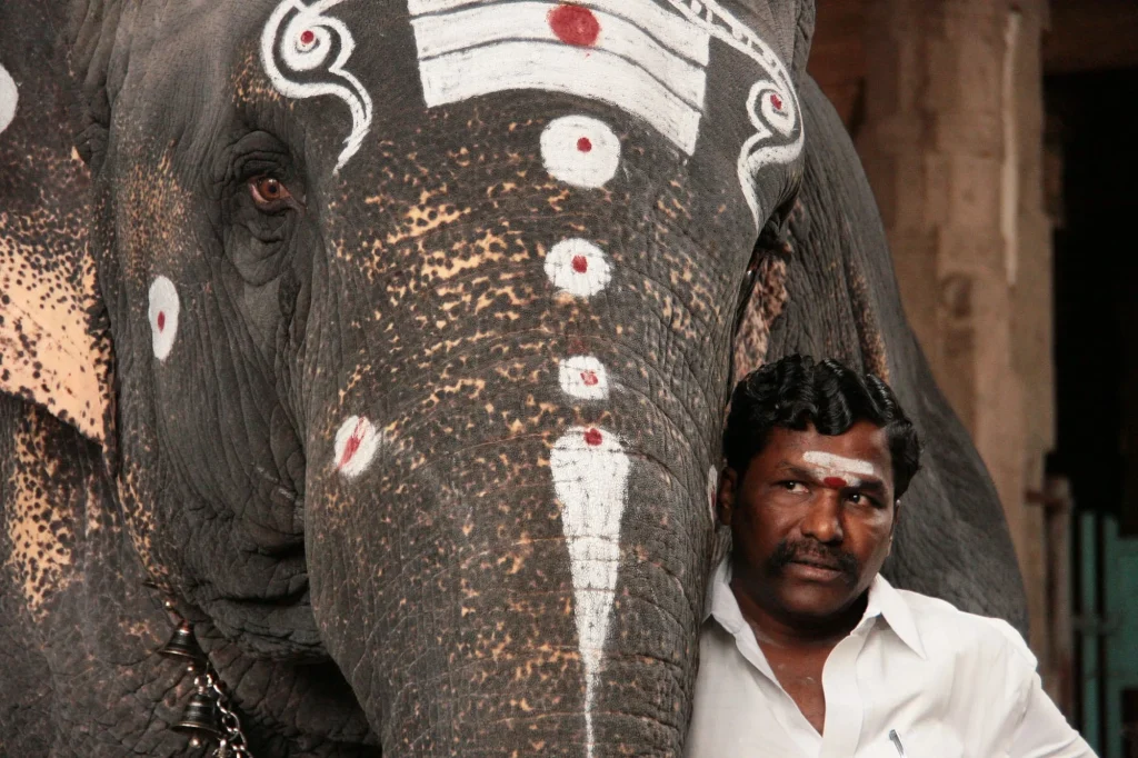 Éléphant au front peint et son cornac, en Inde