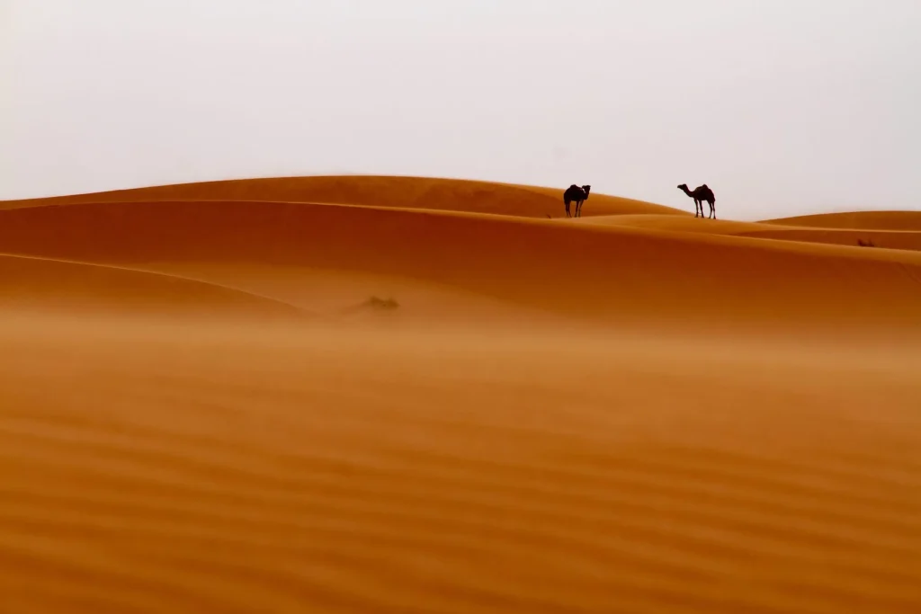 Dromadaires dans le sahara Marocain